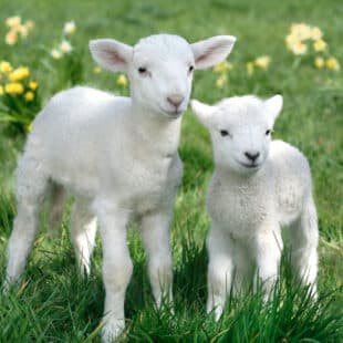 Screenshot 2021 03 31 at 19.40.49 Screenshot 2021 03 31 at 19.40.49