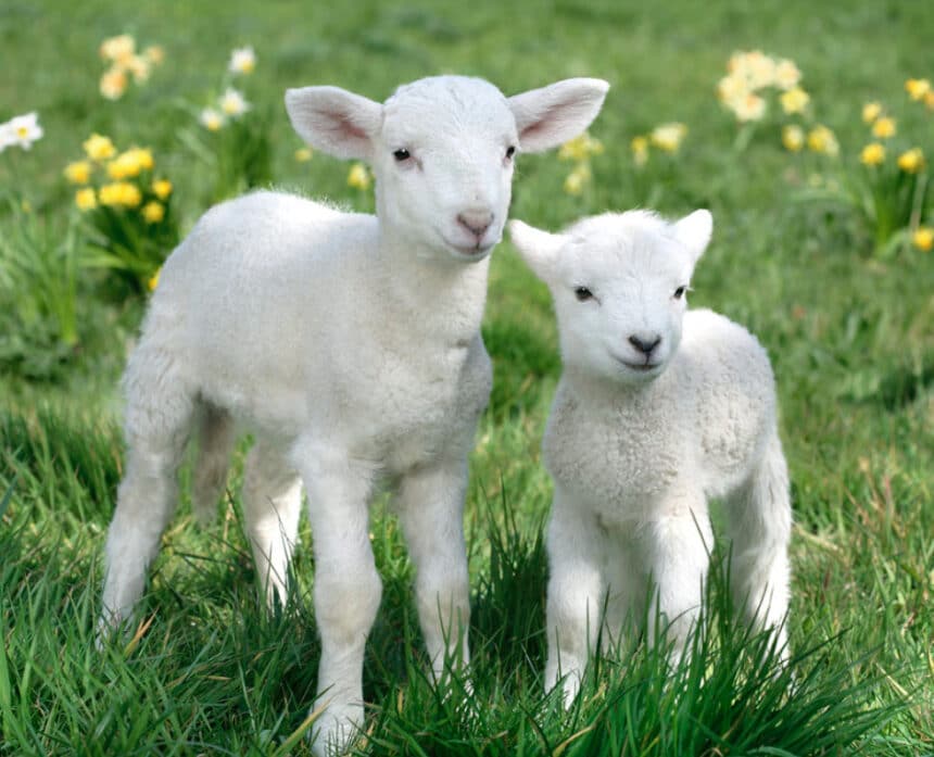 Screenshot 2021 03 31 at 19.40.49