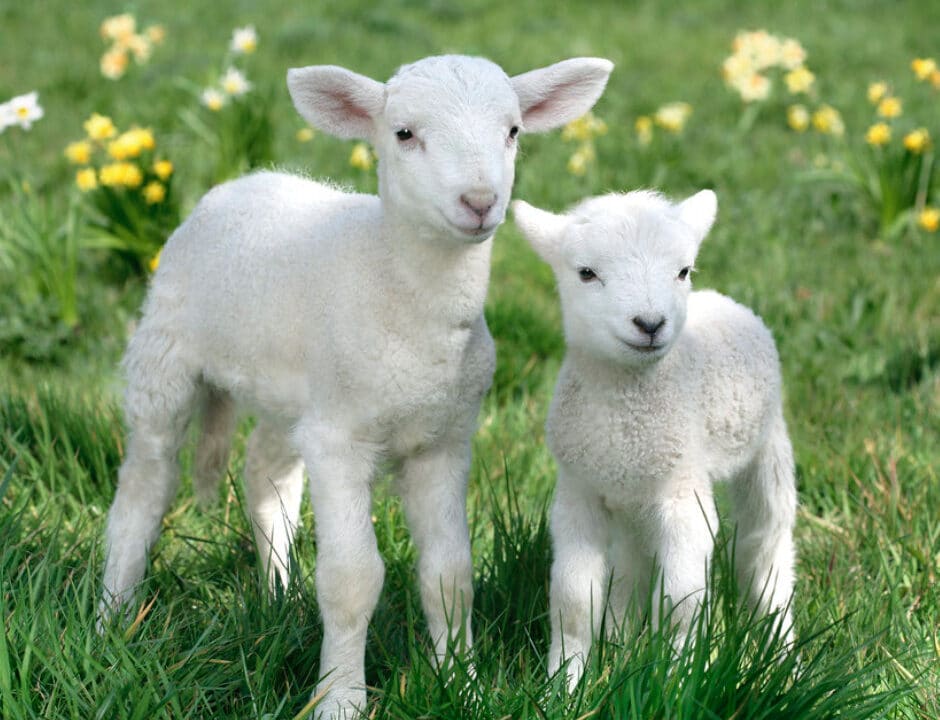 Screenshot 2021 03 31 at 19.40.49