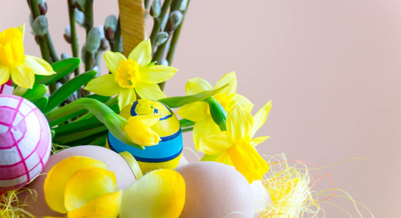close up photography of yellow daffodil flowers