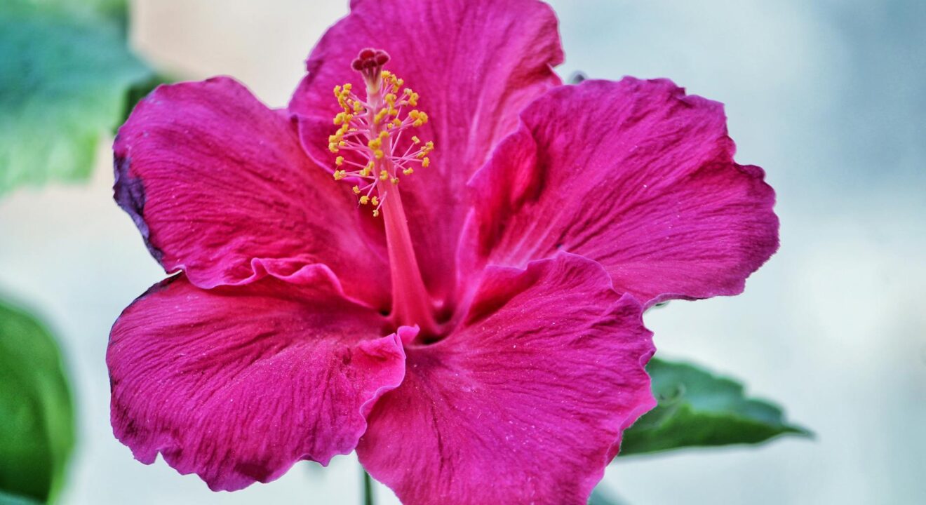 pexels photo 922764 pink hibiscus flower