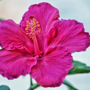 pexels photo 922764 pink hibiscus flower